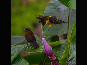 Black-cowled Oriole